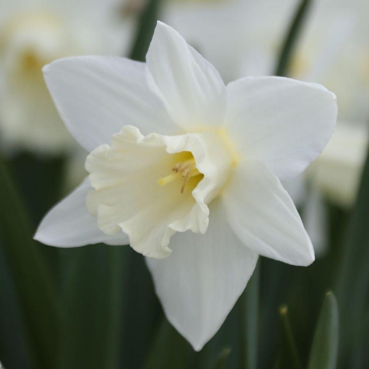 Daffodil, Trumpet, 'mount Hood', Pure White - View 2 from www redcrocus com