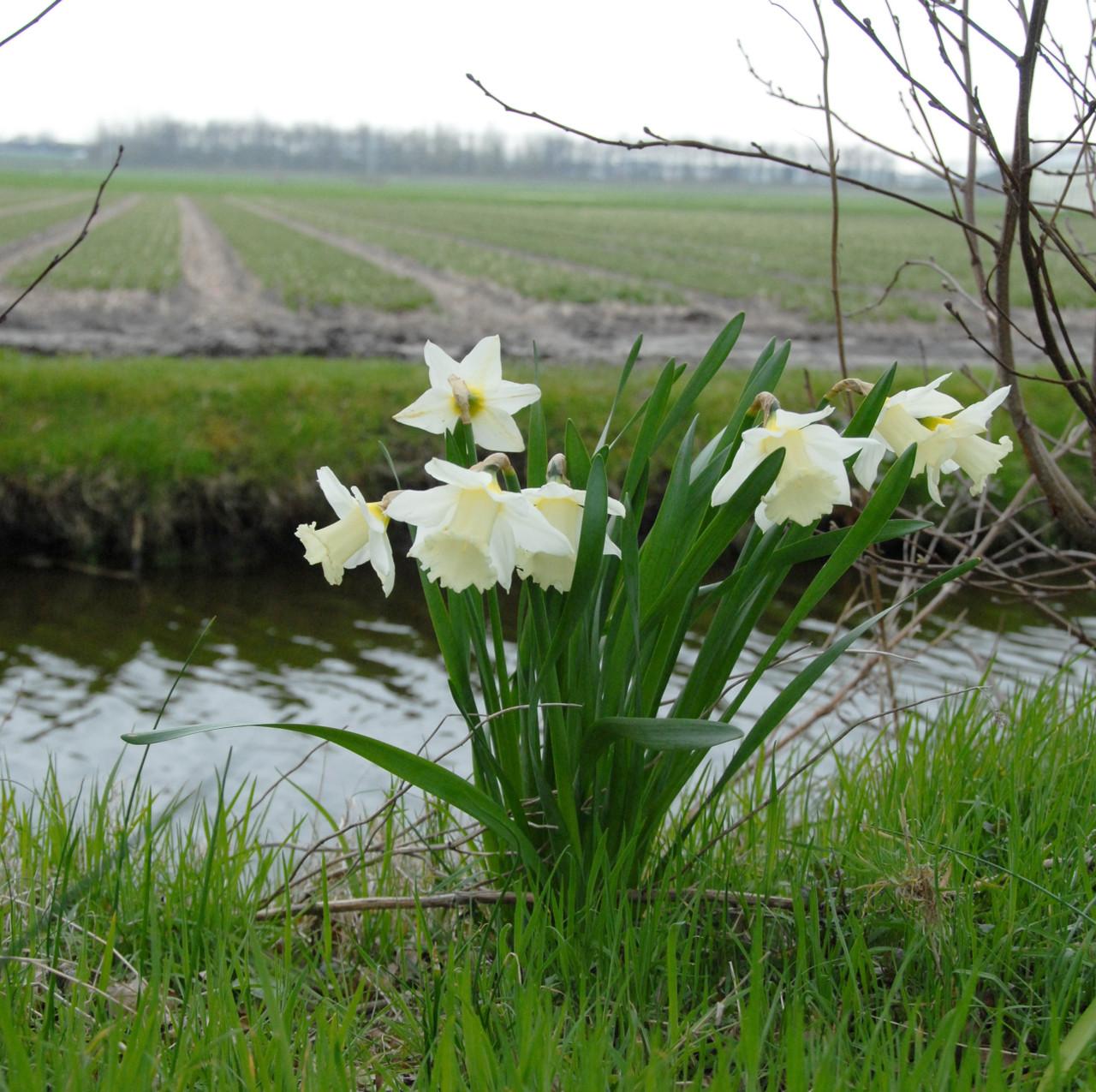 Daffodil, Trumpet, 'mount Hood', Pure White - View 30 from www redcrocus com