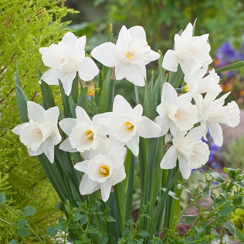 Daffodil, Trumpet, 'mount Hood', Pure White - View 3 from www redcrocus com