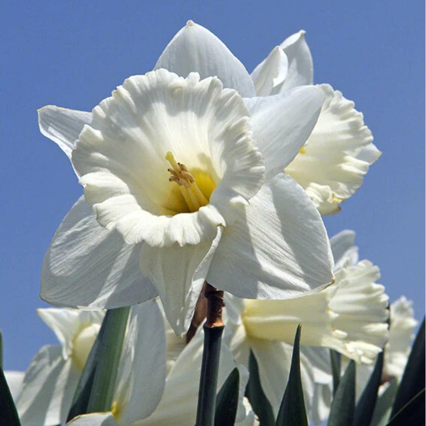 Daffodil, Trumpet, 'mount Hood', Pure White - View 4 from www redcrocus com