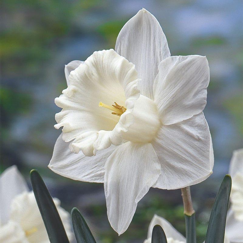Daffodil, Trumpet, 'mount Hood', Pure White - View 5 from www redcrocus com