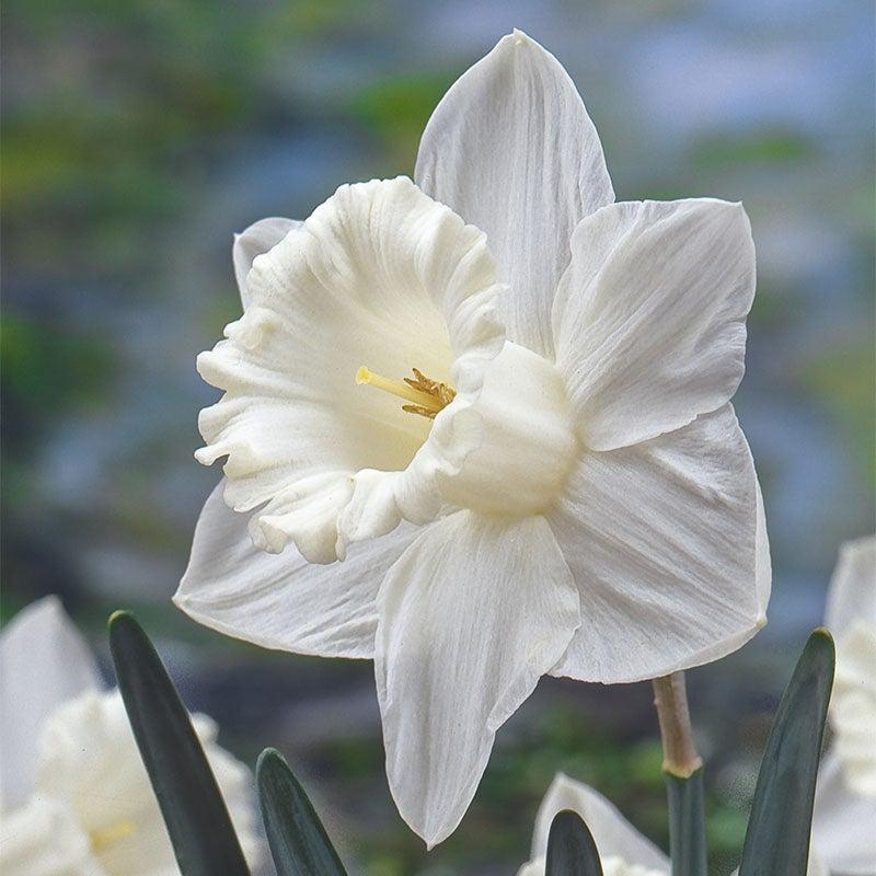 Daffodil, Trumpet, 'mount Hood', Pure White - View 6 from www redcrocus com
