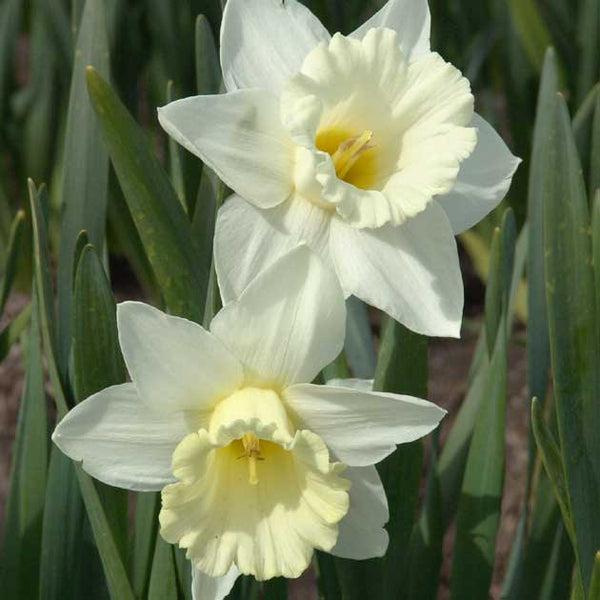 Daffodil, Trumpet, 'mount Hood', Pure White - View 7 from www redcrocus com