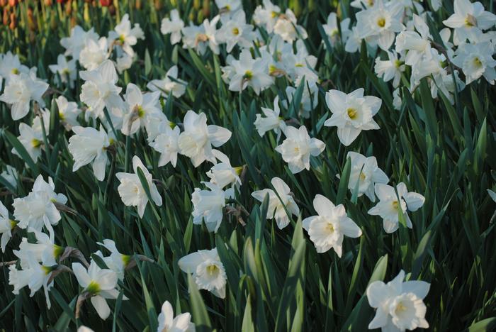 Daffodil, Trumpet, 'mount Hood', Pure White - View 8 from www redcrocus com