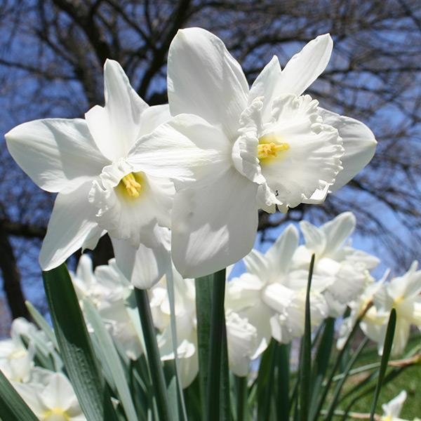 Daffodil, Trumpet, 'mount Hood', Pure White - View 9 from www redcrocus com