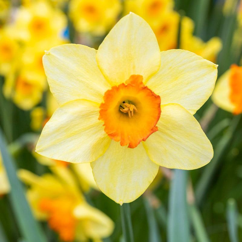 Daffodil, Small Cup, 'red Devon', Yellow With Orange Cup - View 10 from www redcrocus com