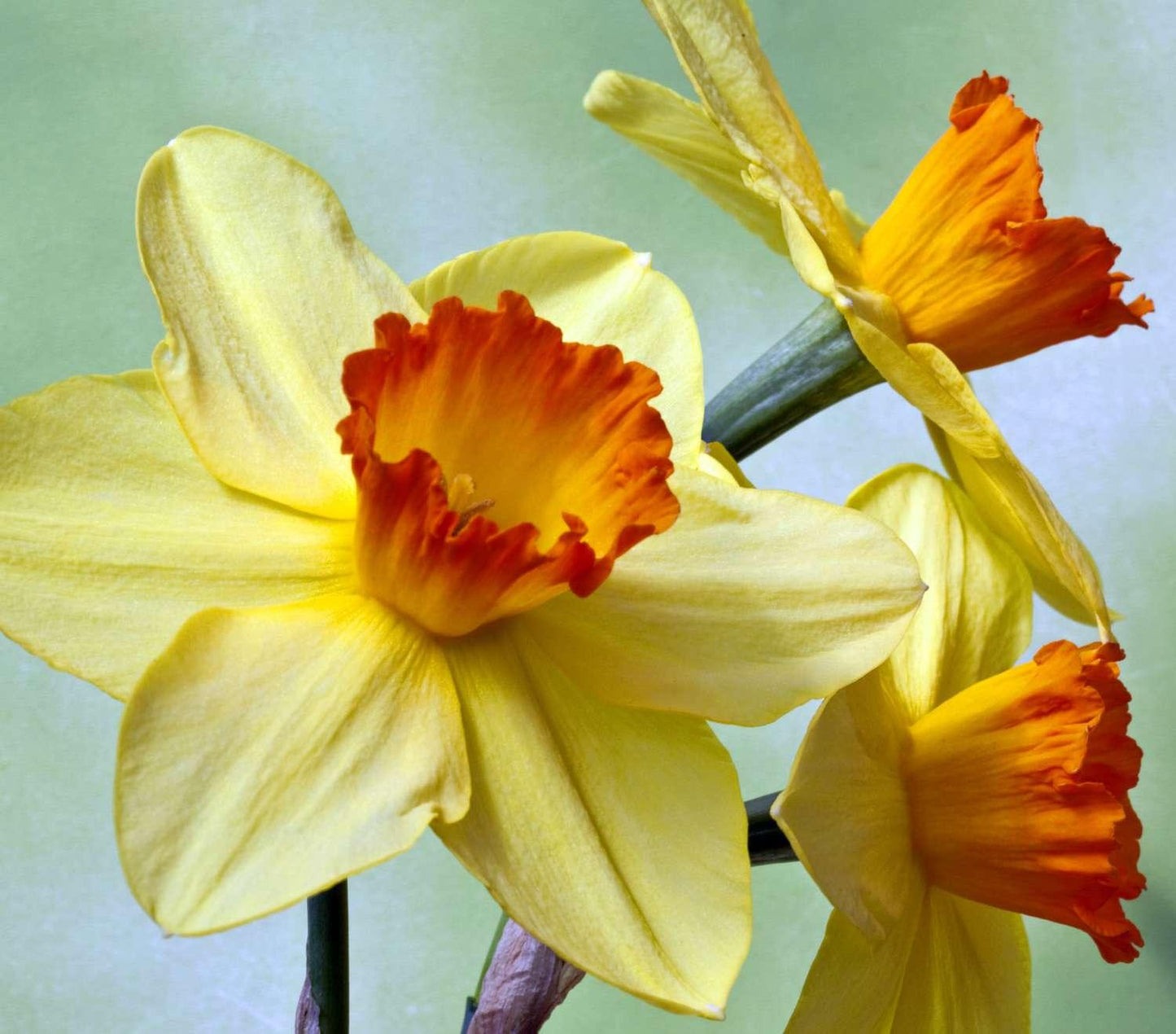 Daffodil, Small Cup, 'red Devon', Yellow With Orange Cup - View 11 from www redcrocus com