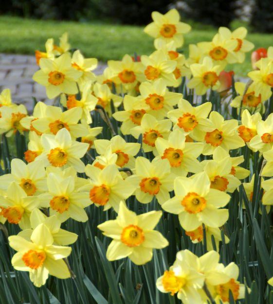 Daffodil, Small Cup, 'red Devon', Yellow With Orange Cup - View 12 from www redcrocus com