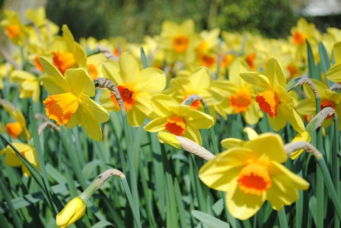 Daffodil, Small Cup, 'red Devon', Yellow With Orange Cup - View 13 from www redcrocus com