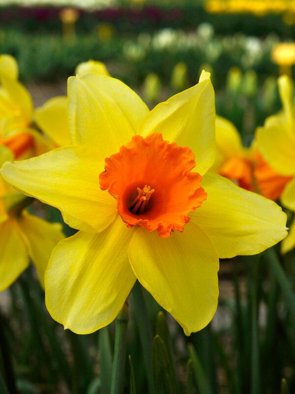 Daffodil, Small Cup, 'red Devon', Yellow With Orange Cup - View 14 from www redcrocus com