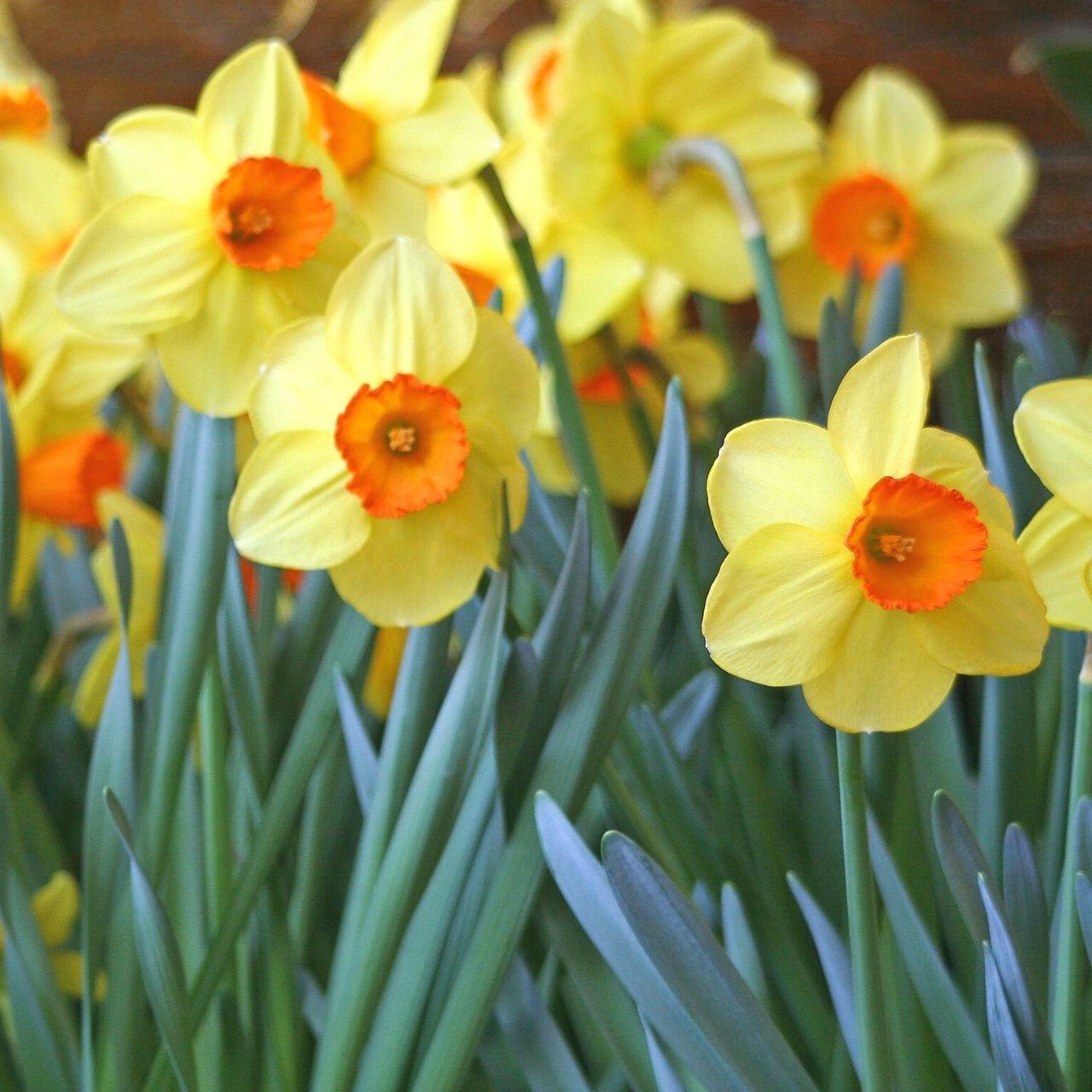 Daffodil, Small Cup, 'red Devon', Yellow With Orange Cup - View 15 from www redcrocus com