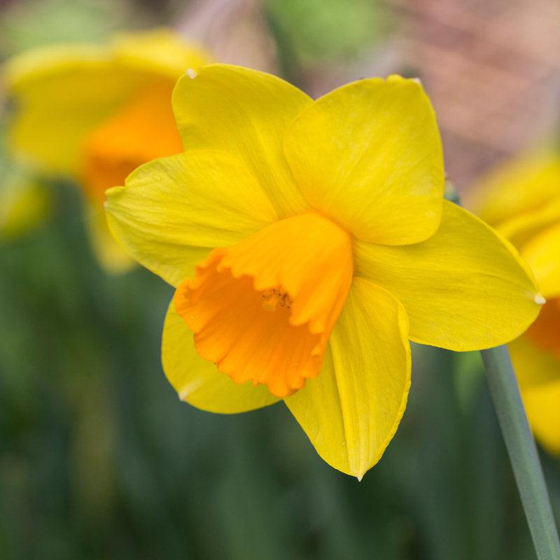 Daffodil, Small Cup, 'red Devon', Yellow With Orange Cup - View 16 from www redcrocus com