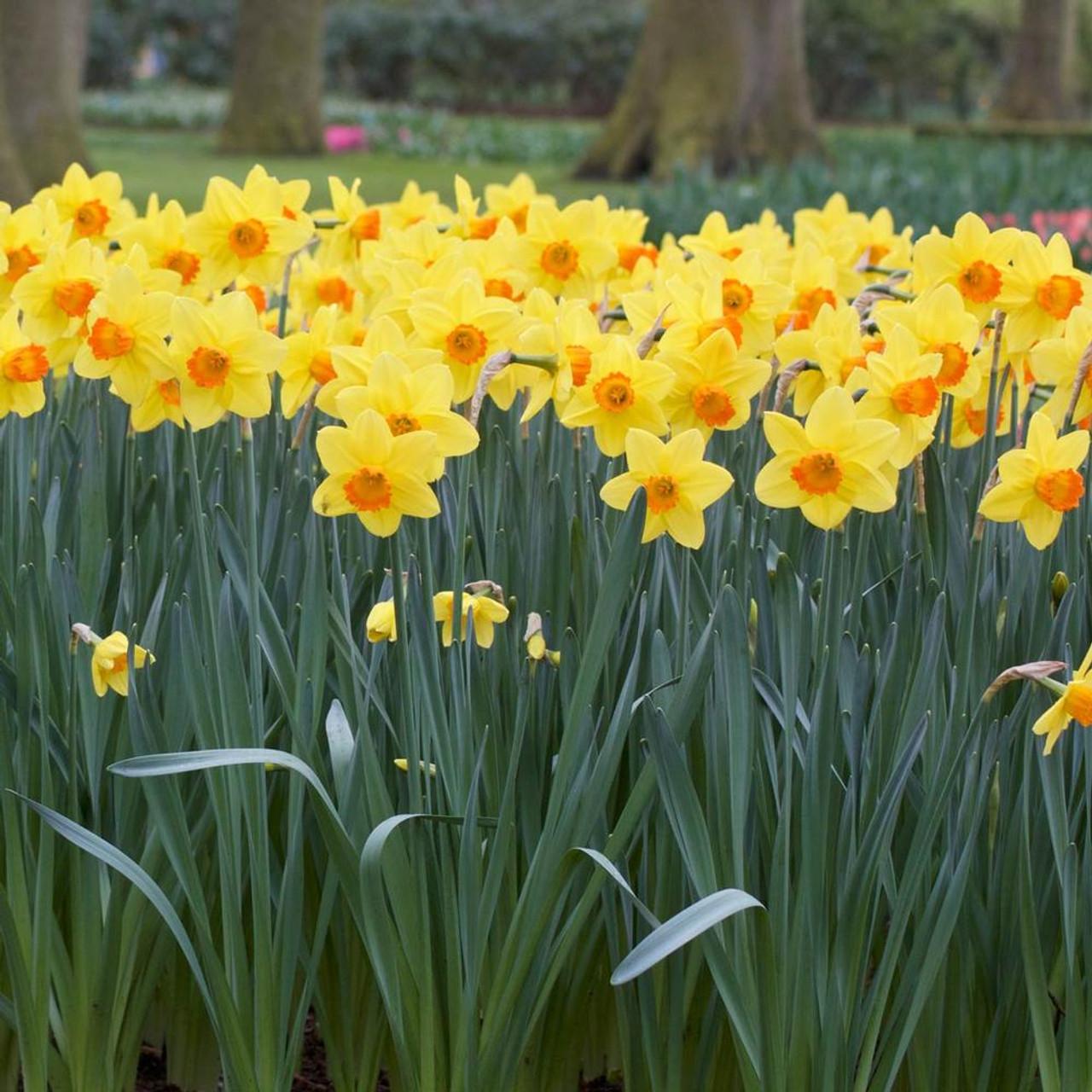 Daffodil, Small Cup, 'red Devon', Yellow With Orange Cup - View 18 from www redcrocus com