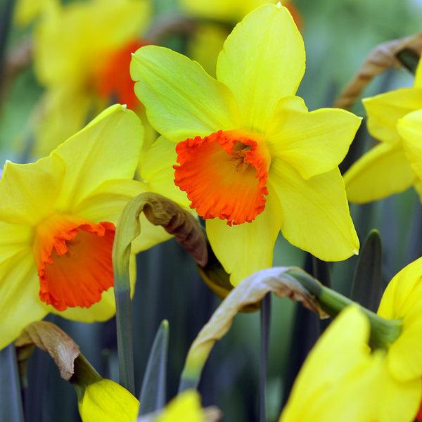 Daffodil, Small Cup, 'red Devon', Yellow With Orange Cup - View 19 from www redcrocus com