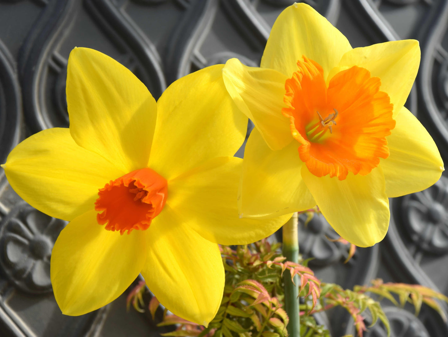 Daffodil, Small Cup, 'red Devon', Yellow With Orange Cup - View 21 from www redcrocus com