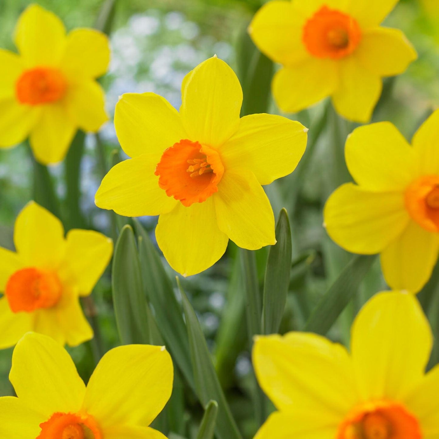 Daffodil, Small Cup, 'red Devon', Yellow With Orange Cup - View 22 from www redcrocus com