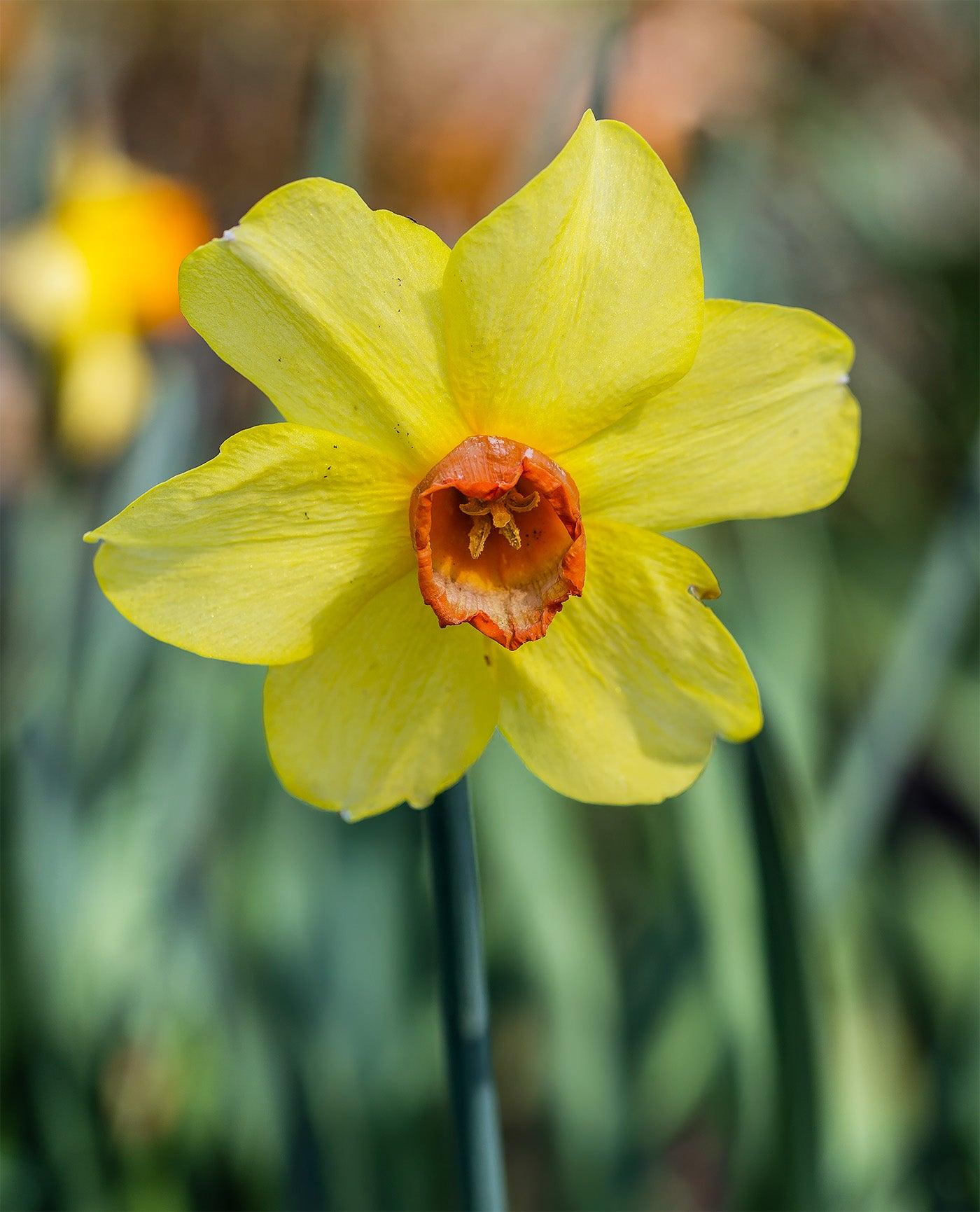Daffodil, Small Cup, 'red Devon', Yellow With Orange Cup - View 23 from www redcrocus com
