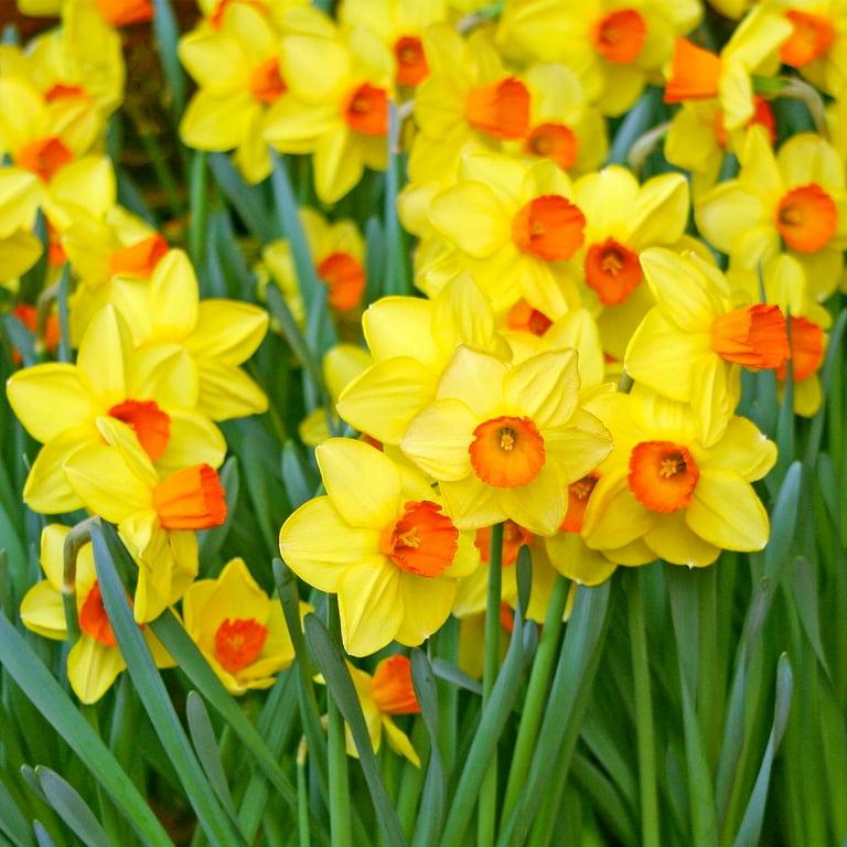 Daffodil, Small Cup, 'red Devon', Yellow With Orange Cup - View 25 from www redcrocus com