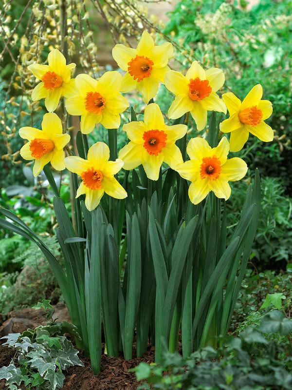 Daffodil, Small Cup, 'red Devon', Yellow With Orange Cup - View 27 from www redcrocus com