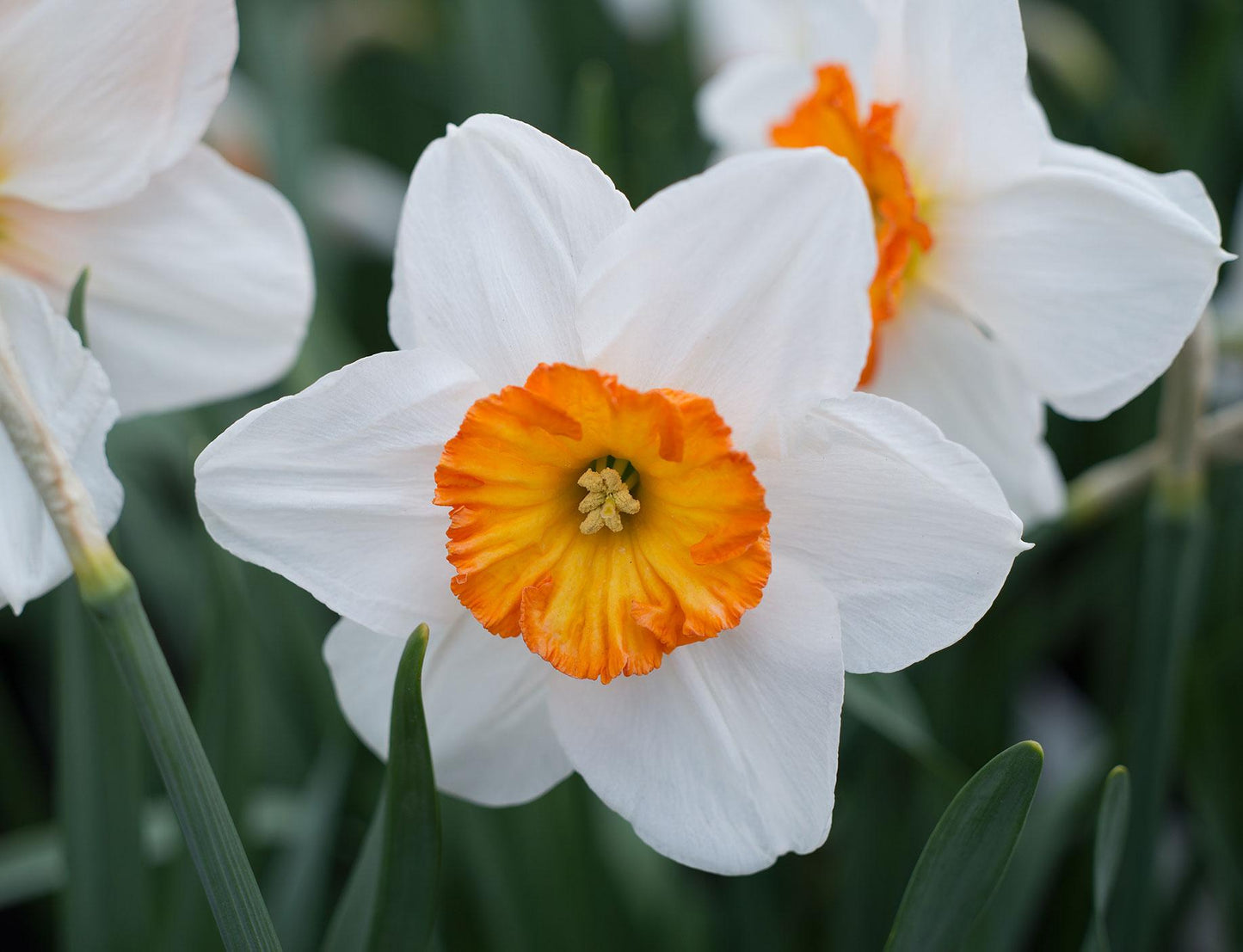 Daffodil, Small Cup, 'red Devon', Yellow With Orange Cup - View 28 from www redcrocus com