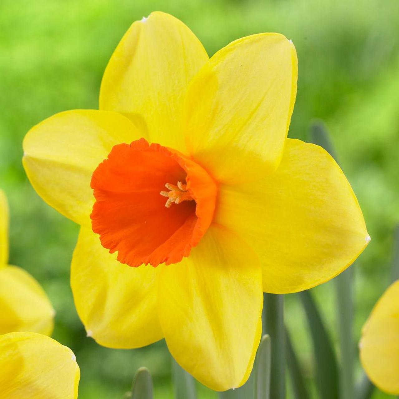 Daffodil, Small Cup, 'red Devon', Yellow With Orange Cup - View 2 from www redcrocus com
