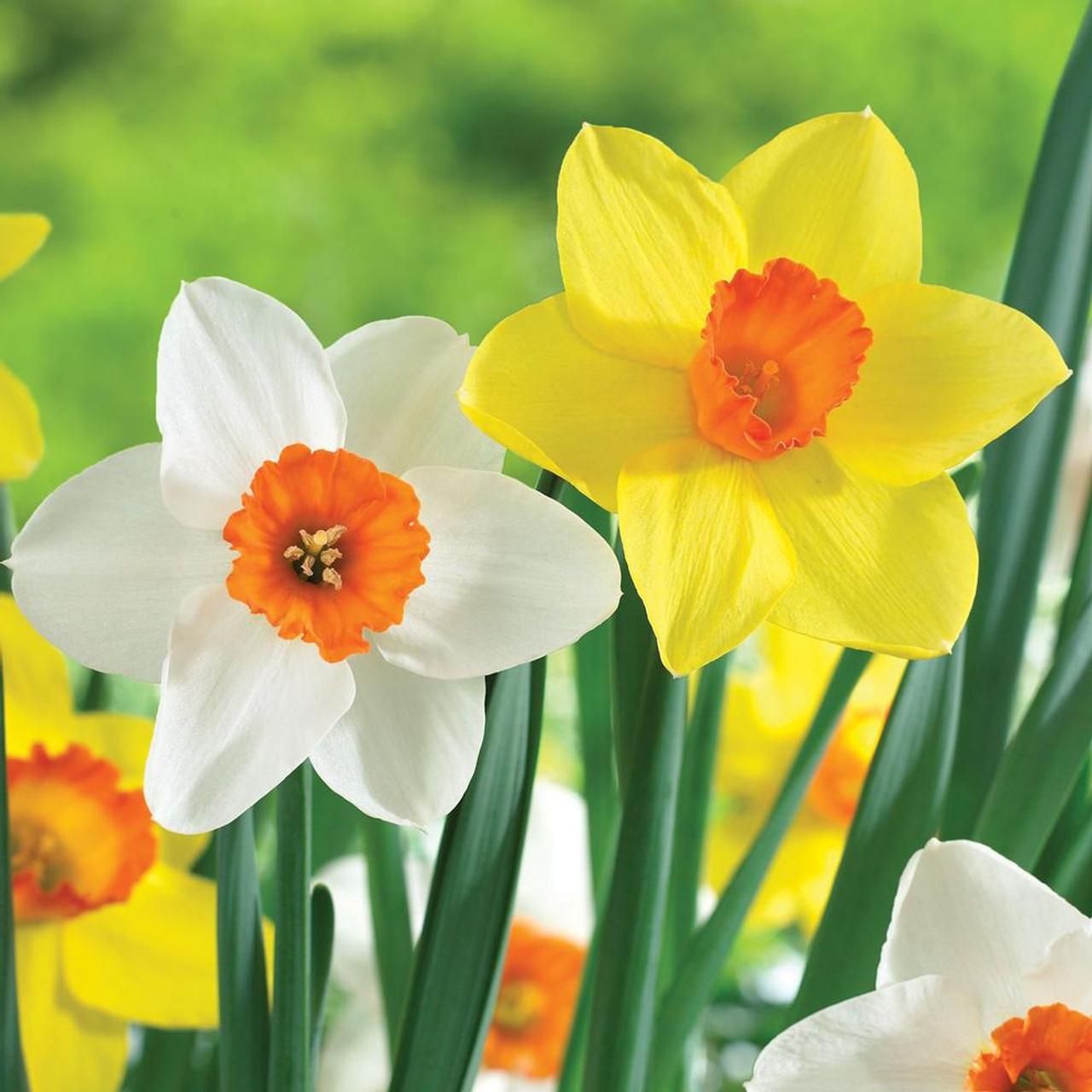 Daffodil, Small Cup, 'red Devon', Yellow With Orange Cup - View 3 from www redcrocus com