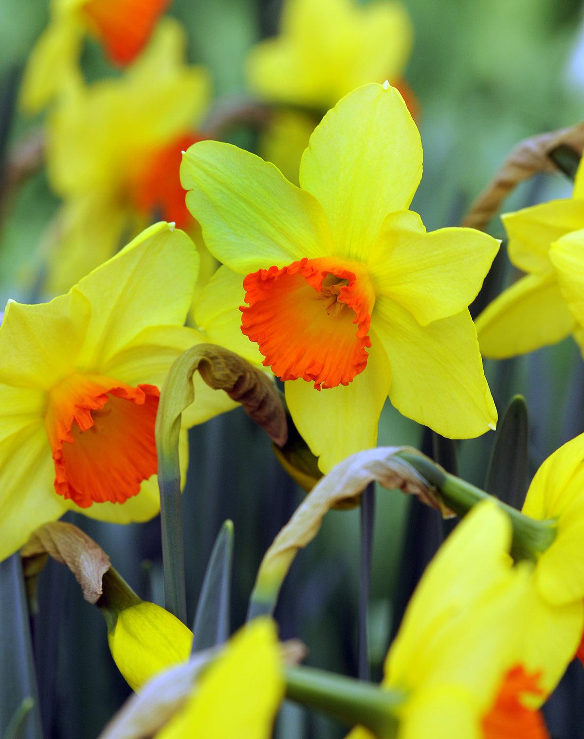 Daffodil, Small Cup, 'red Devon', Yellow With Orange Cup - View 4 from www redcrocus com