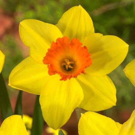 Daffodil, Small Cup, 'red Devon', Yellow With Orange Cup - View 5 from www redcrocus com