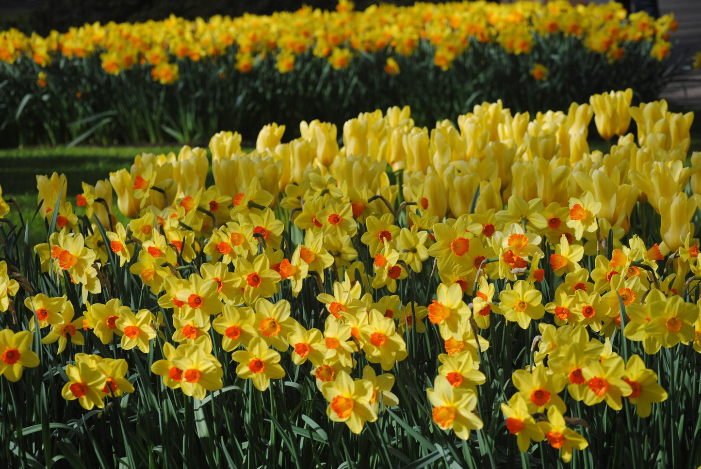 Daffodil, Small Cup, 'red Devon', Yellow With Orange Cup - View 6 from www redcrocus com