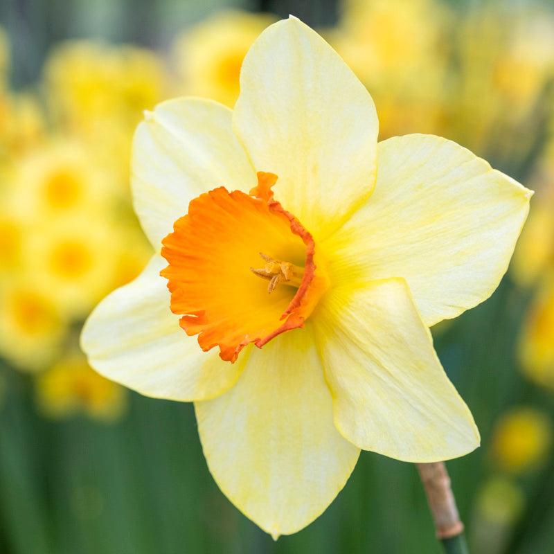 Daffodil, Small Cup, 'red Devon', Yellow With Orange Cup - View 7 from www redcrocus com