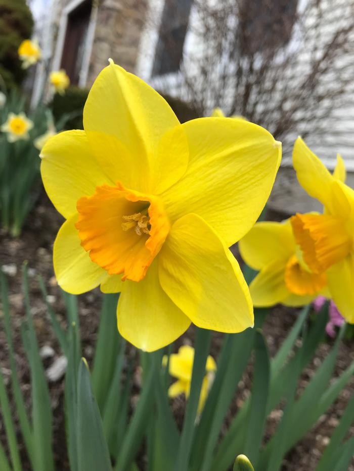 Daffodil, Small Cup, 'red Devon', Yellow With Orange Cup - View 8 from www redcrocus com