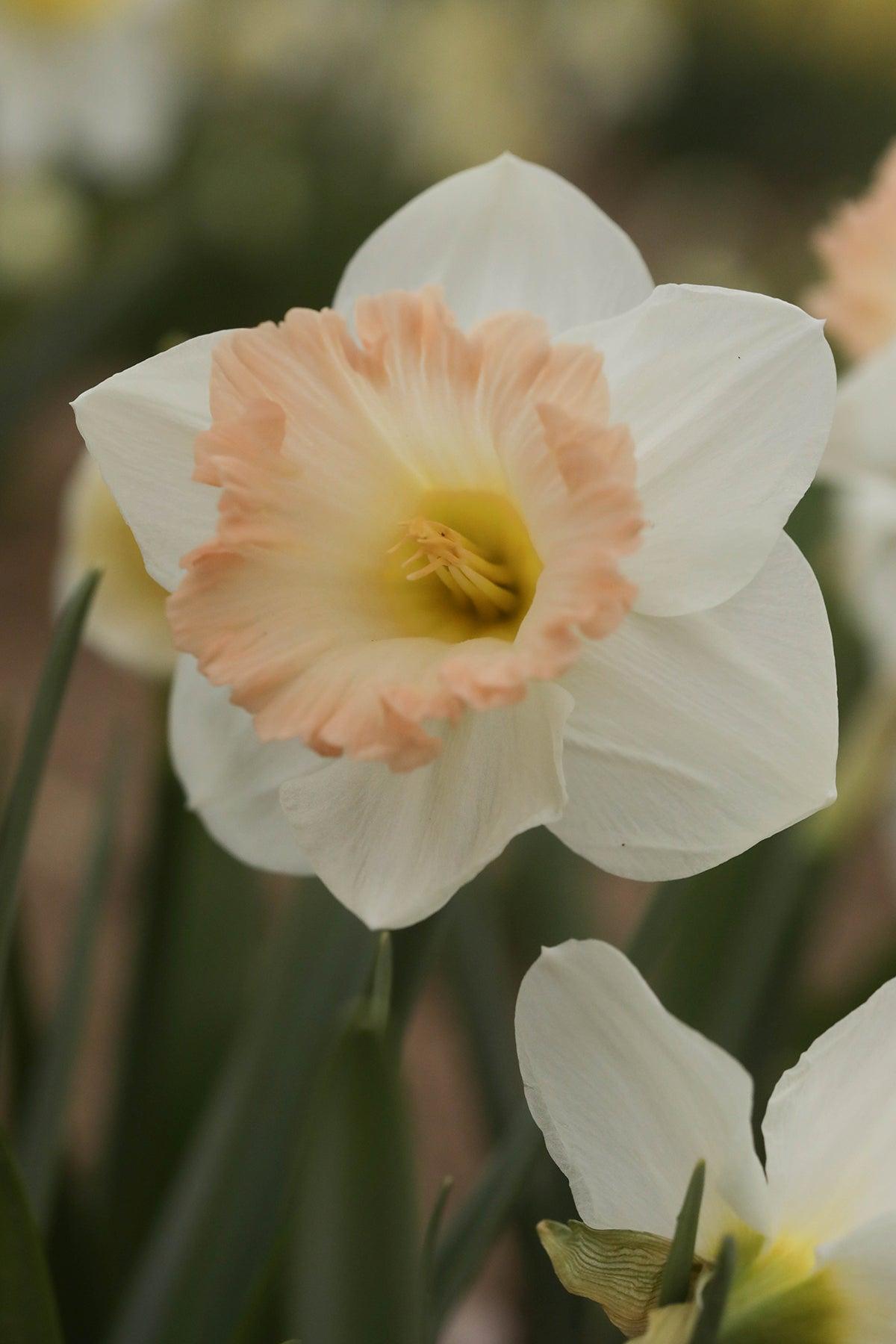 Daffodil, Trumpet, 'british Gamble', Pure White With Coral Pink - View 11 from www redcrocus com