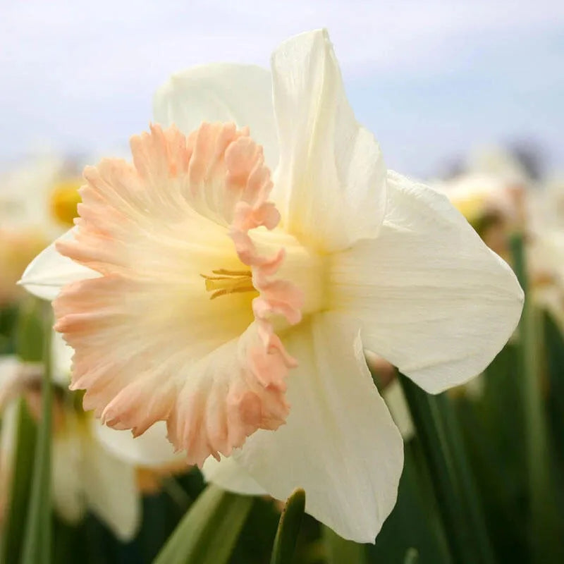 Daffodil, Trumpet, 'british Gamble', Pure White With Coral Pink - View 12 from www redcrocus com