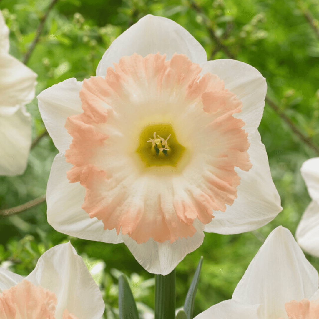 Daffodil, Trumpet, 'british Gamble', Pure White With Coral Pink - View 13 from www redcrocus com