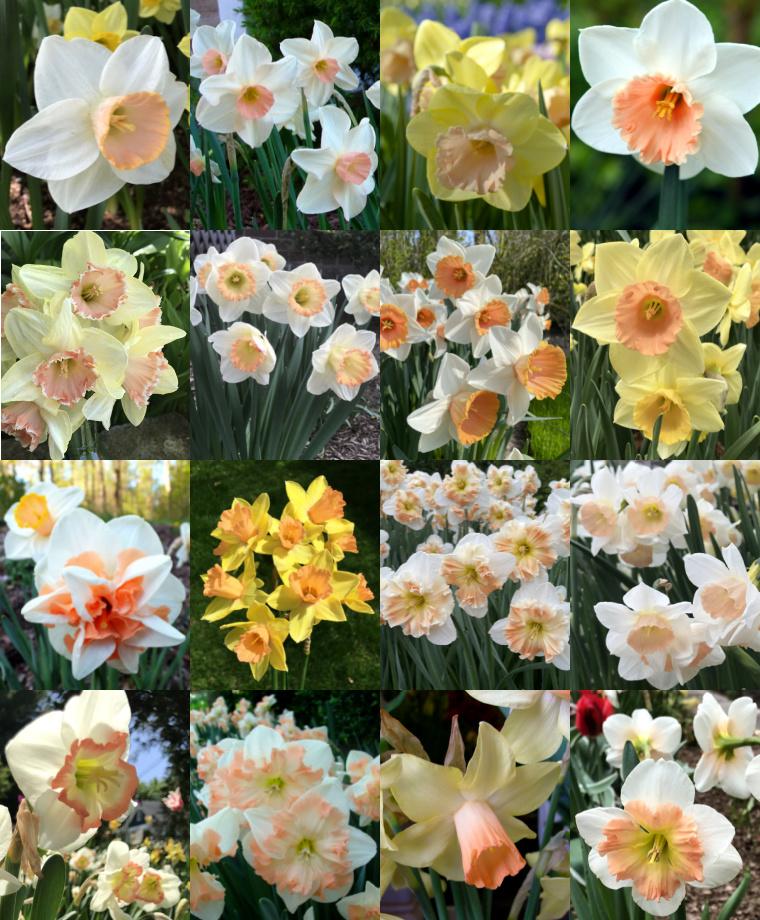 Daffodil, Trumpet, 'british Gamble', Pure White With Coral Pink - View 14 from www redcrocus com