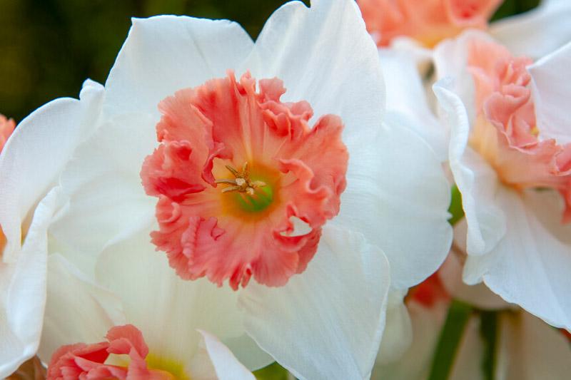 Daffodil, Trumpet, 'british Gamble', Pure White With Coral Pink - View 16 from www redcrocus com