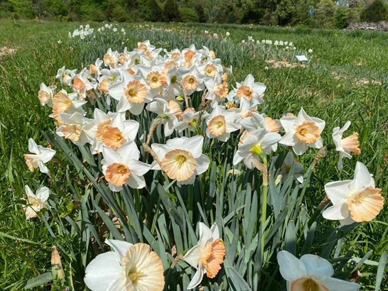 Daffodil, Trumpet, 'british Gamble', Pure White With Coral Pink - View 17 from www redcrocus com