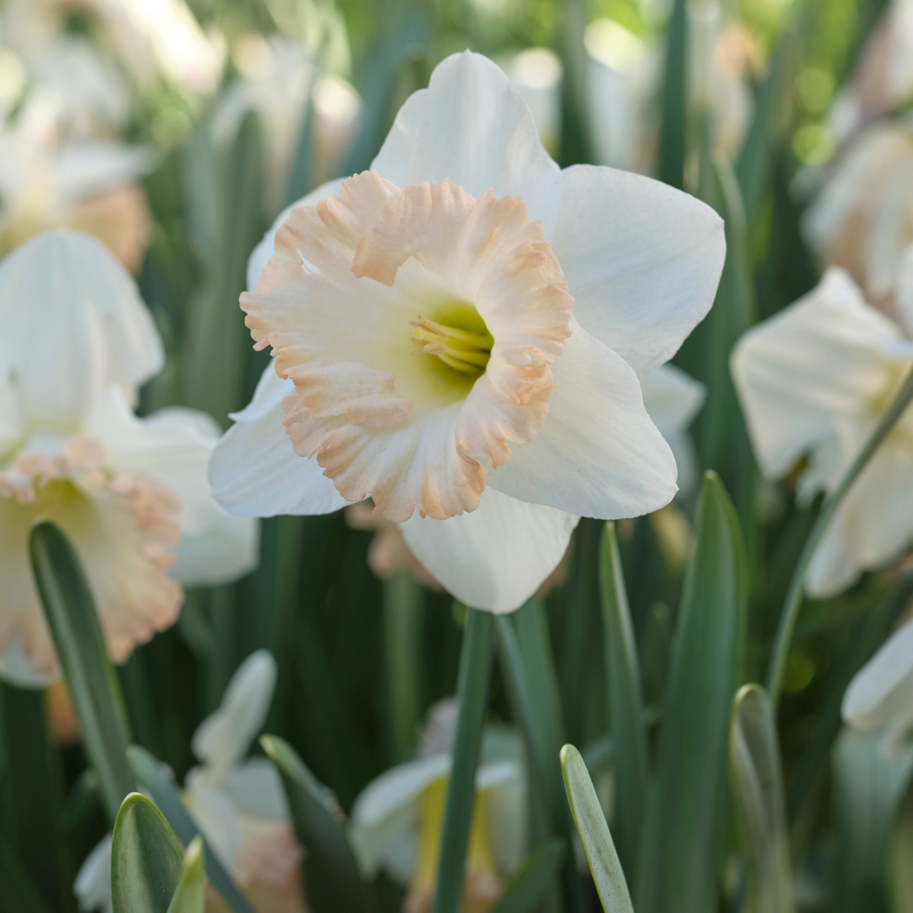 Daffodil, Trumpet, 'british Gamble', Pure White With Coral Pink - View 18 from www redcrocus com