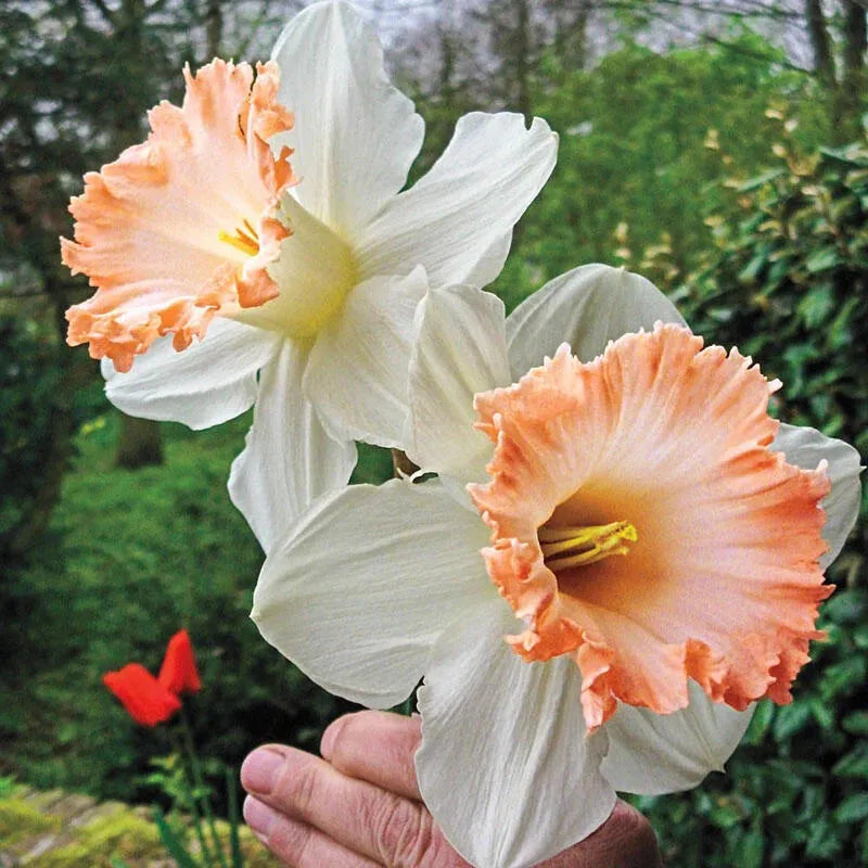 Daffodil, Trumpet, 'british Gamble', Pure White With Coral Pink - View 19 from www redcrocus com
