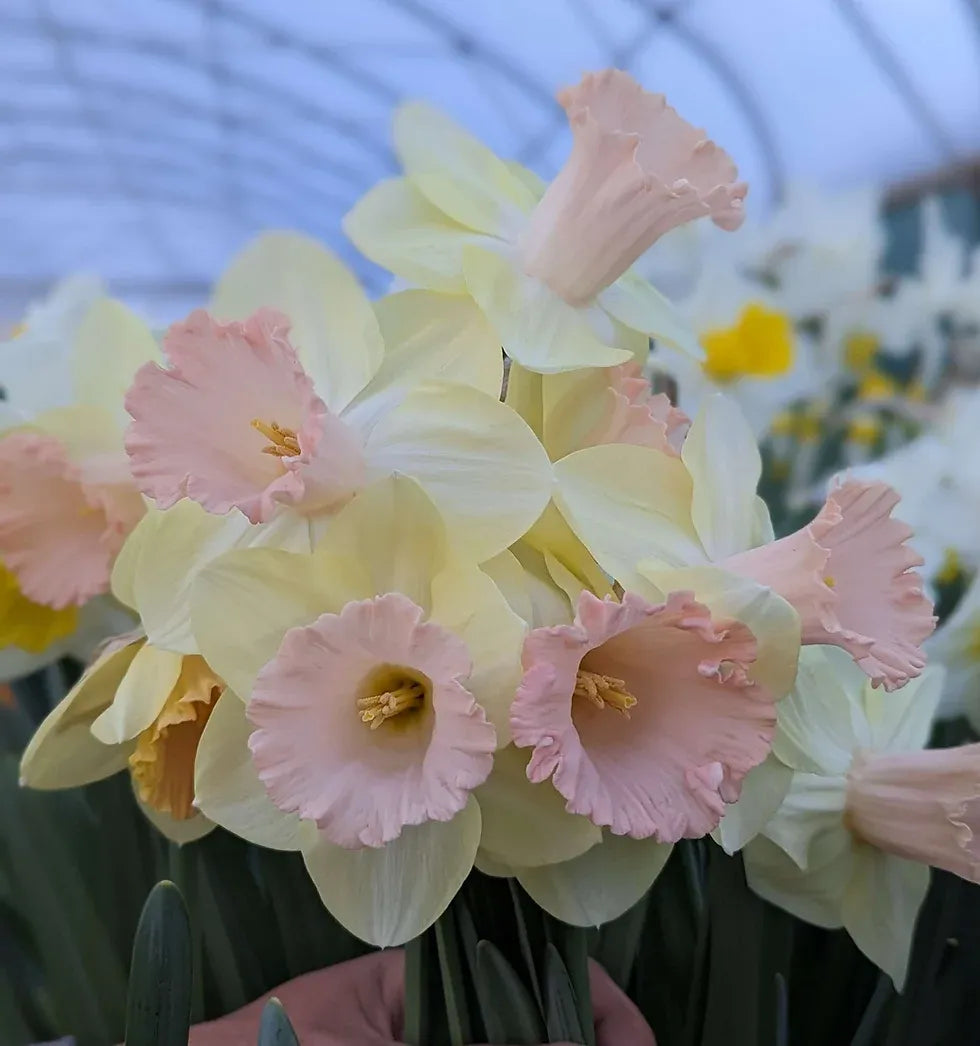 Daffodil, Trumpet, 'british Gamble', Pure White With Coral Pink - View 20 from www redcrocus com