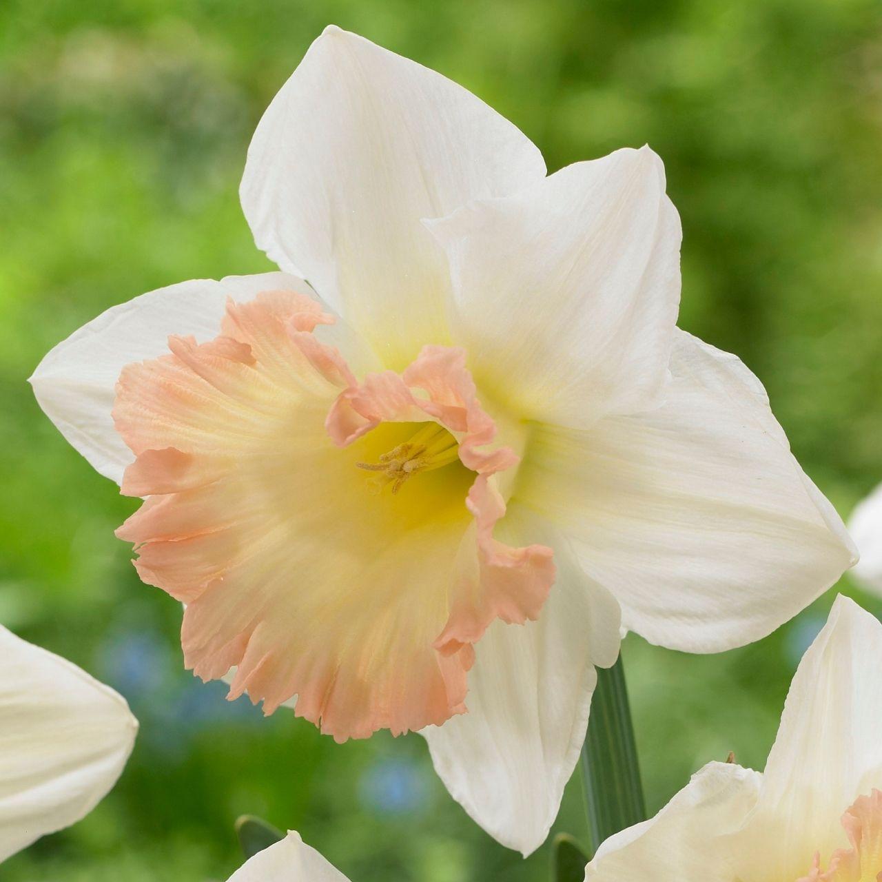 Daffodil, Trumpet, 'british Gamble', Pure White With Coral Pink - View 21 from www redcrocus com