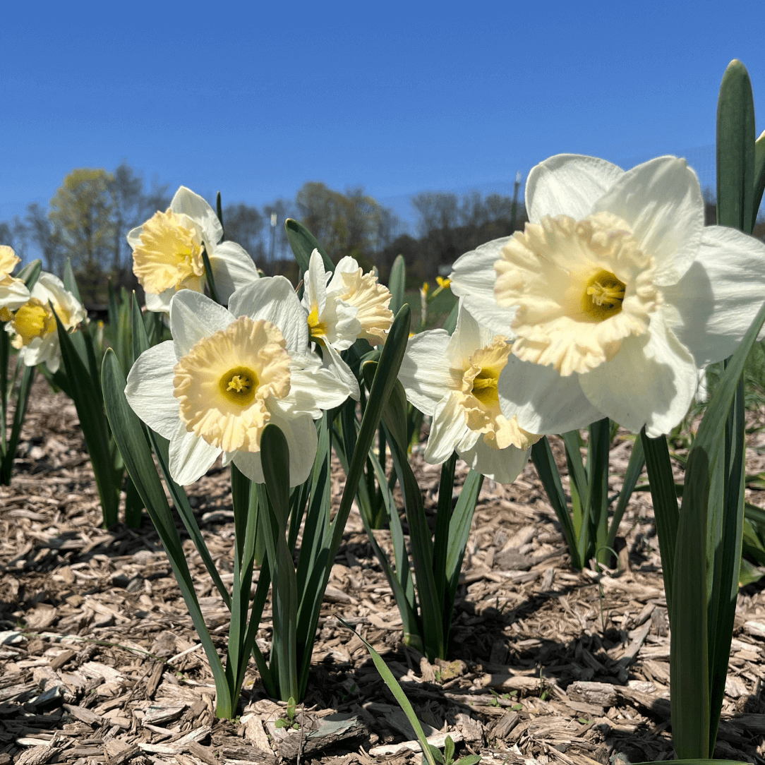 Daffodil, Trumpet, 'british Gamble', Pure White With Coral Pink - View 22 from www redcrocus com