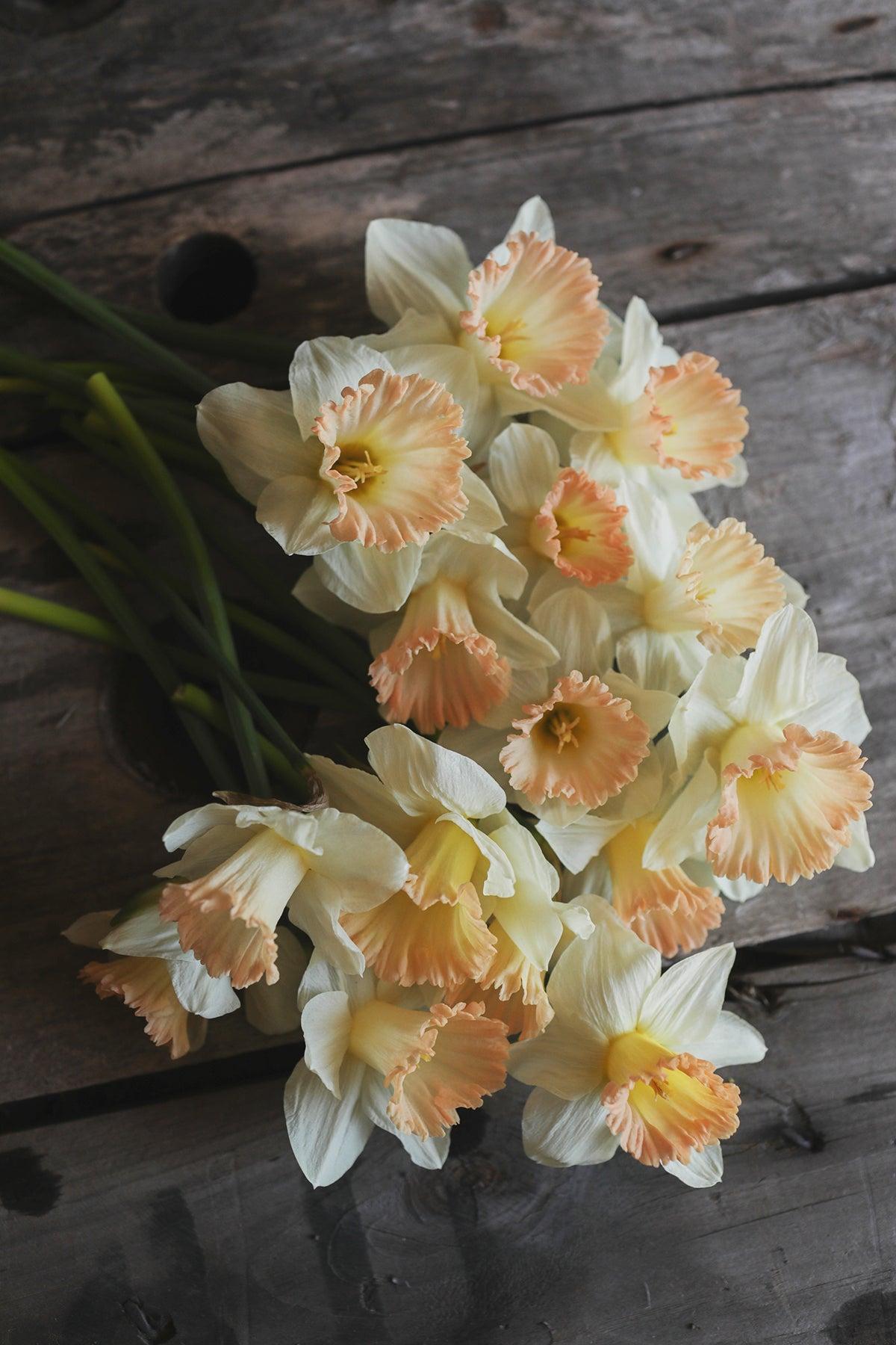 Daffodil, Trumpet, 'british Gamble', Pure White With Coral Pink - View 23 from www redcrocus com