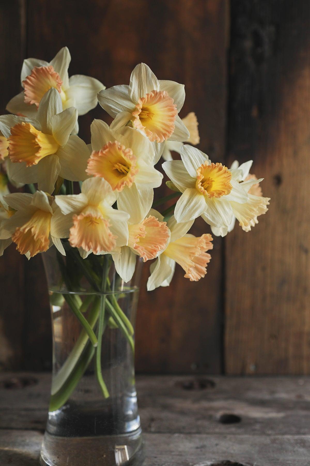 Daffodil, Trumpet, 'british Gamble', Pure White With Coral Pink - View 27 from www redcrocus com