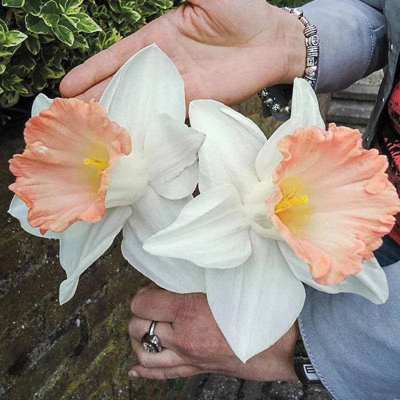 Daffodil, Trumpet, 'british Gamble', Pure White With Coral Pink - View 28 from www redcrocus com