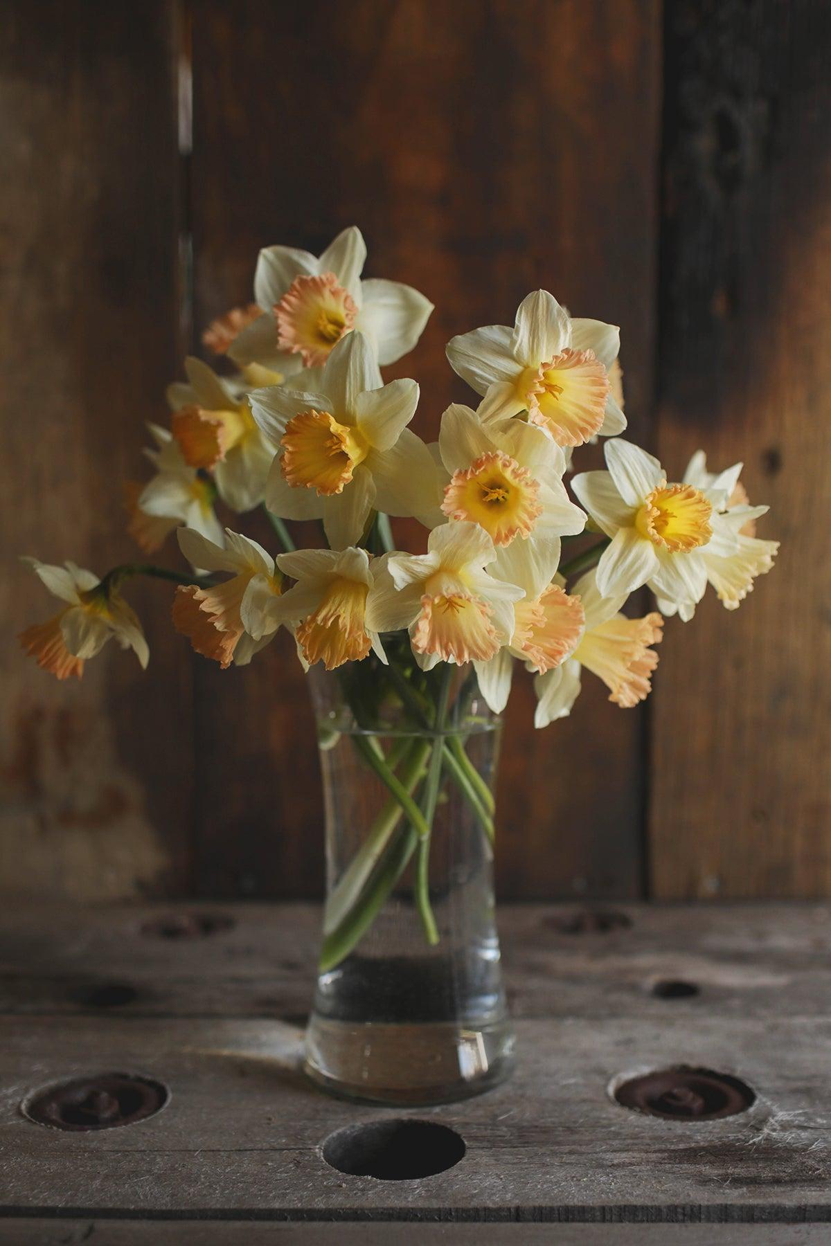 Daffodil, Trumpet, 'british Gamble', Pure White With Coral Pink - View 29 from www redcrocus com