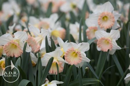 Daffodil, Trumpet, 'british Gamble', Pure White With Coral Pink - View 4 from www redcrocus com