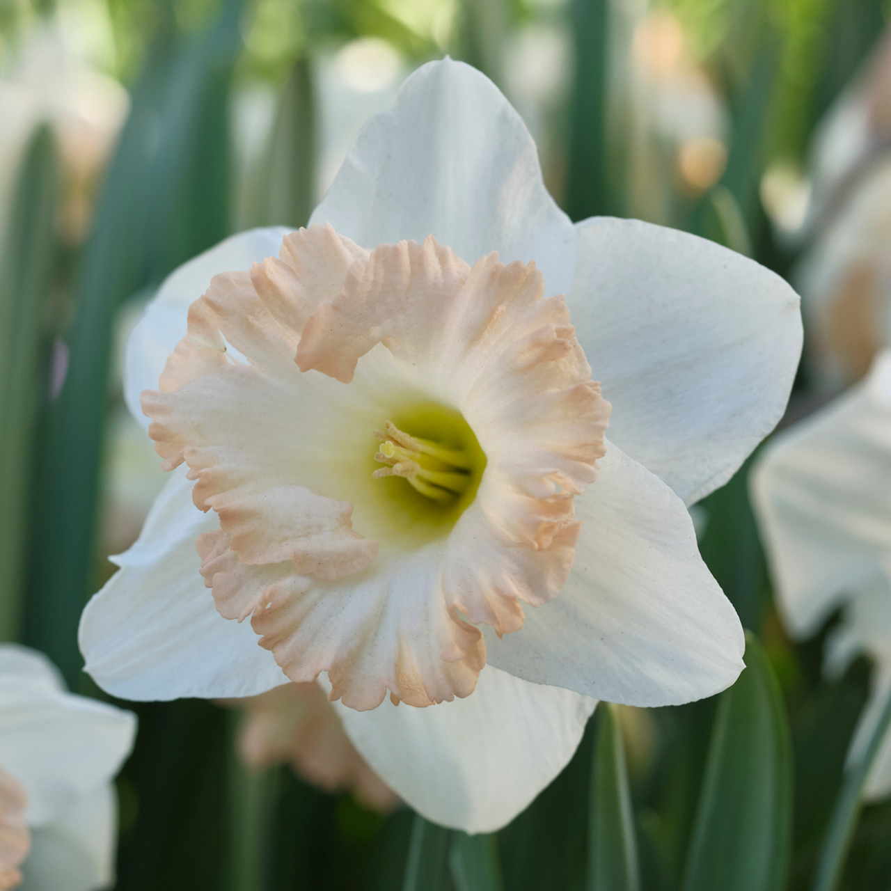 Daffodil, Trumpet, 'british Gamble', Pure White With Coral Pink - View 6 from www redcrocus com