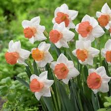 Daffodil-Chromacolor-White with Deep Reddish Pink Cup bag of 50