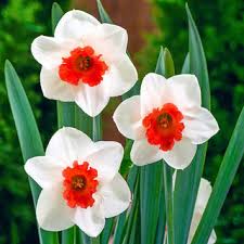 Daffodil-Chromacolor-White with Deep Reddish Pink Cup bag of 50